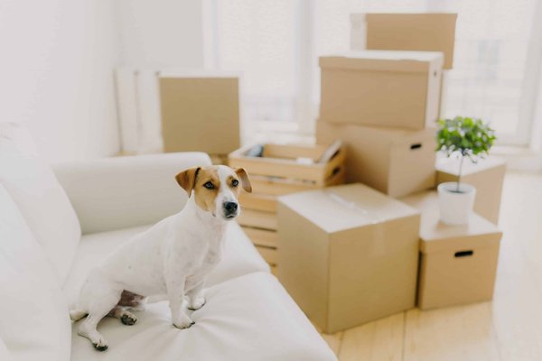 How to Choose the Right Length of a Shift Dress for Office Comfort and Style?